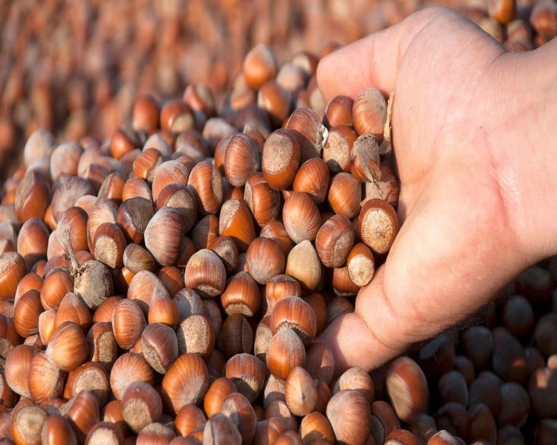 The Secret Behind the Signature Taste: Turkish Hazelnuts in Every Bite - Aladdin